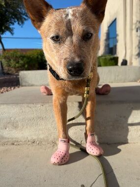 Wagwear shoes for Stanley